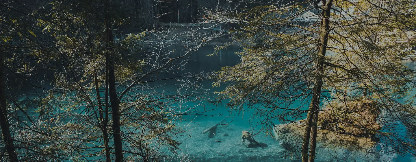 A serene blue pool nestled among lush green trees in a tranquil wooded area